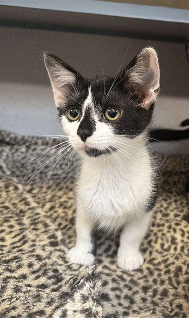 LIONEL, Baby Domestic Short Hair (medium coat), cat for adoption in Pittsburgh, Pennsylvania