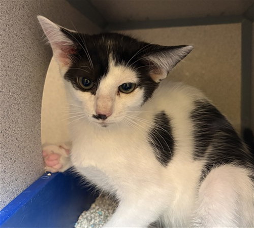VINCENT, Baby Domestic Short Hair (medium coat), cat for adoption in Pittsburgh, Pennsylvania