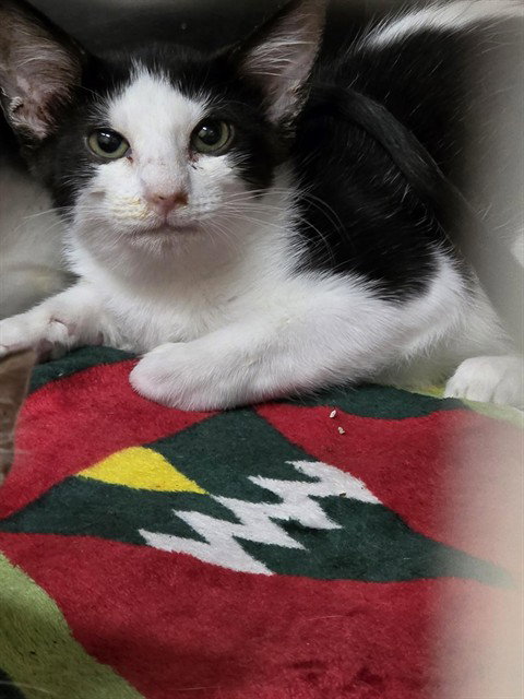 BLAIR, Baby Domestic Short Hair (medium coat), cat for adoption in Pittsburgh, Pennsylvania