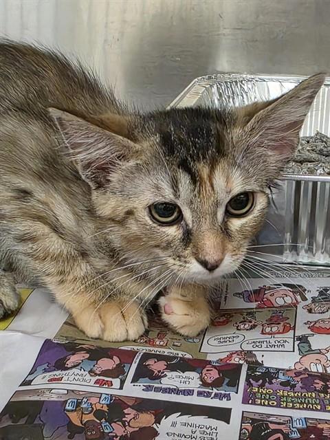 SERENA, Baby Domestic Short Hair (medium coat), cat for adoption in Pittsburgh, Pennsylvania