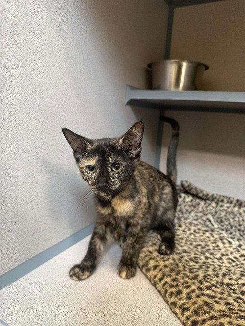 FLUTTERBY, Baby Domestic Short Hair (medium coat), cat for adoption in Pittsburgh, Pennsylvania