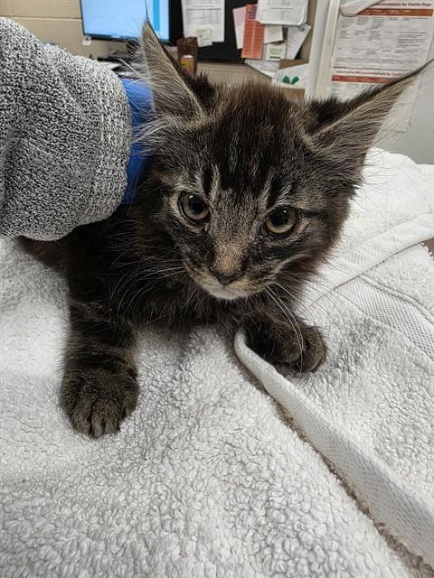 BOBA, Baby Domestic Long Hair (medium coat), cat for adoption in Pittsburgh, Pennsylvania