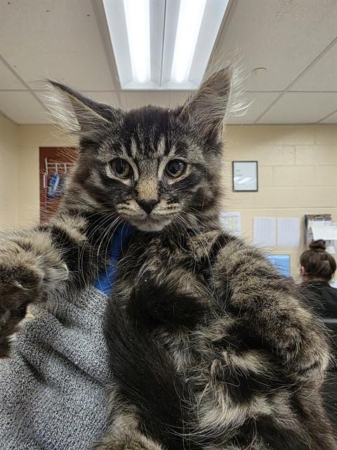 MOCHI, Baby Domestic Long Hair (medium coat), cat for adoption in Pittsburgh, Pennsylvania