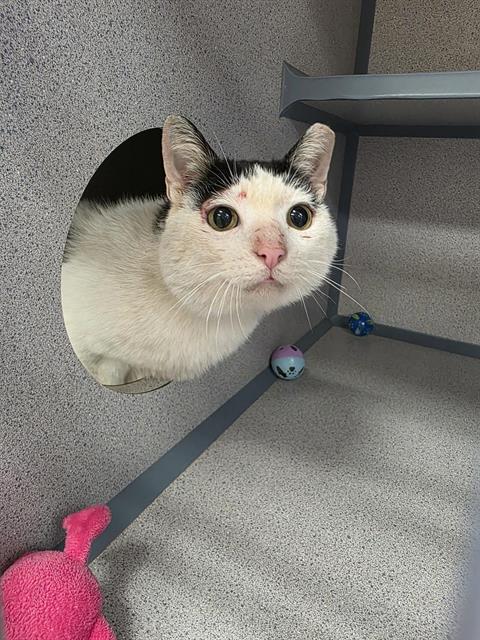 MARLOWE, an adoptable Domestic Short Hair in Center Township, PA