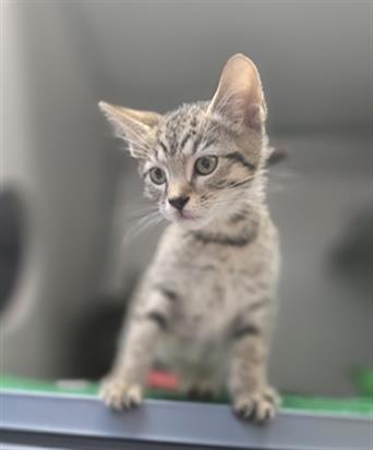 ASTER, an adoptable Domestic Short Hair in Center Township, PA