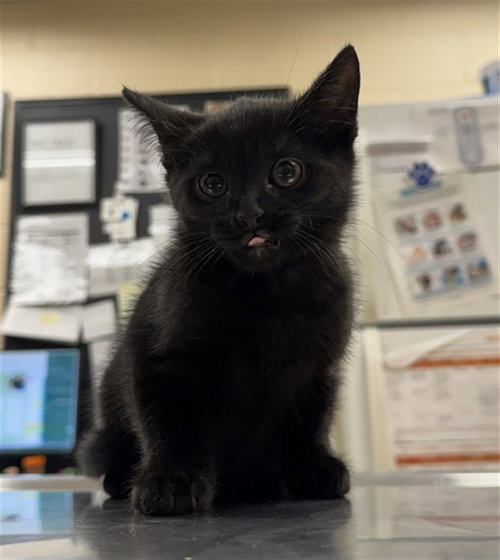 MISS SPARKLE, an adoptable Domestic Short Hair in Center Township, PA
