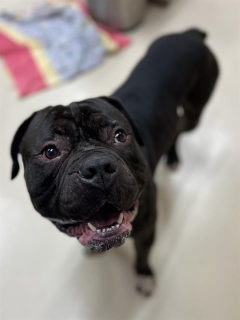 ROCKO, an adoptable Cane Corso Mastiff in Center Township, PA