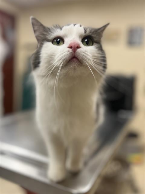 LEONA, an adoptable Domestic Medium Hair in Center Township, PA