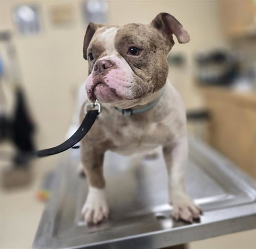 BOOTSIE, an adoptable Bulldog in Center Township, PA