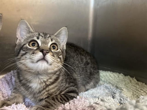 picture of the cat needing adoption