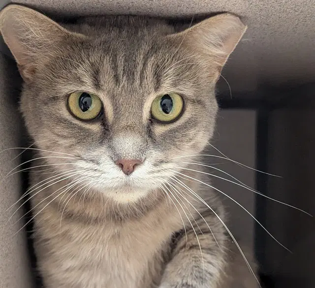 Yara - Domestic Short Hair