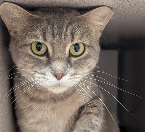 YARA, a cat for adoption from Beaver County Humane Society