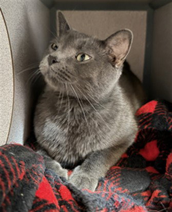 picture of the cat needing adoption