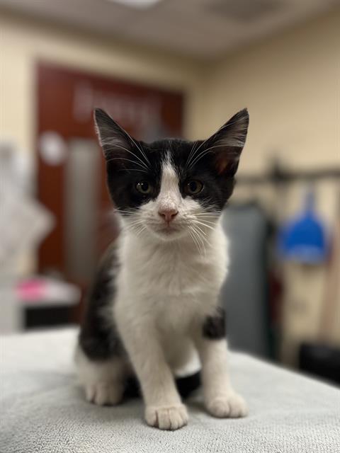 Cool Guy Whiskers