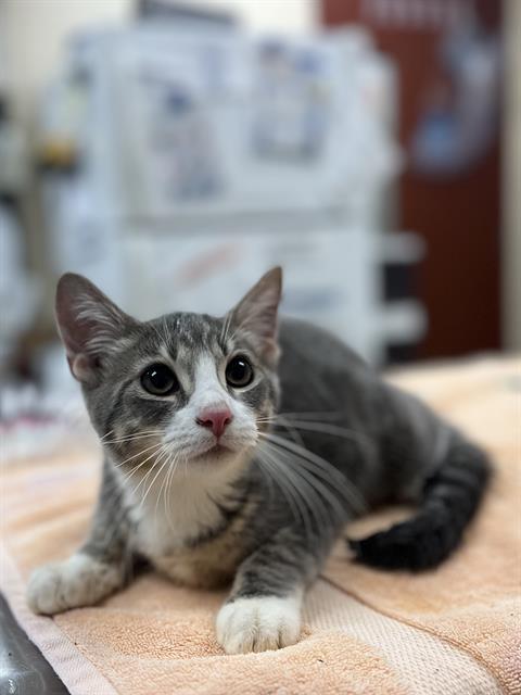 DEXTER, cat