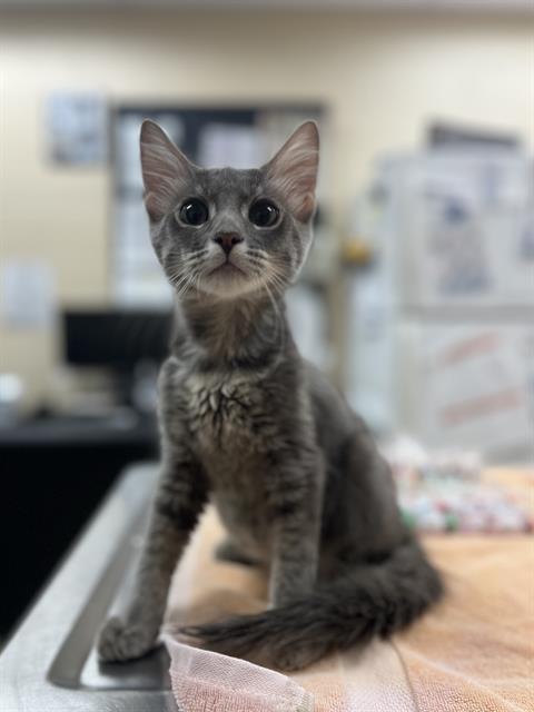 HARRISON, cat