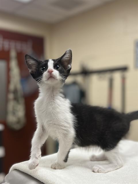 PIPER