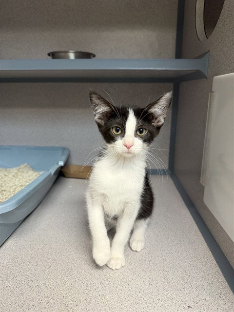 PIPER, cat