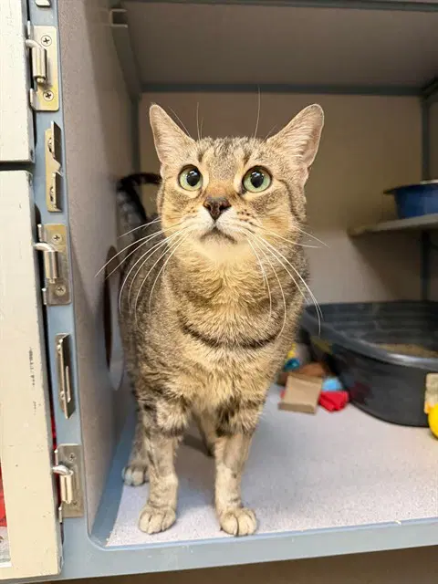 Gloria - Domestic Short Hair