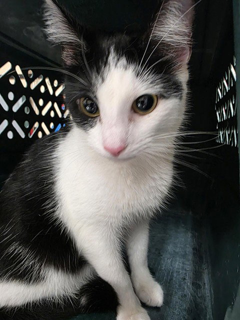 BETTY, cat