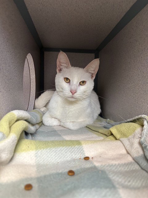 picture of the cat needing adoption