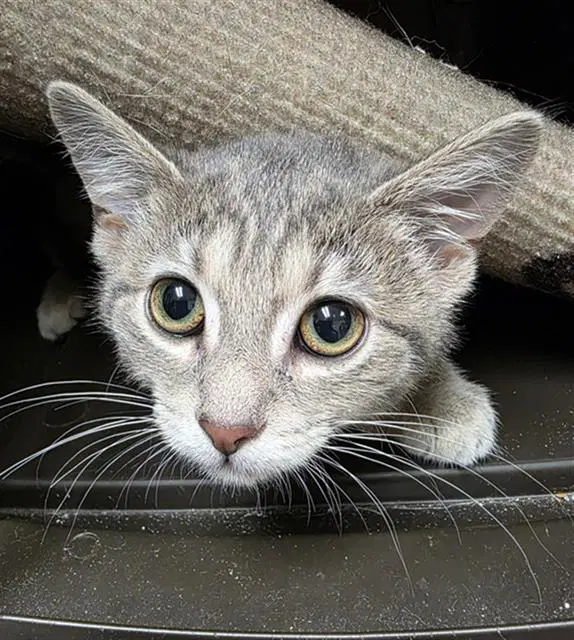 Turnip - Domestic Short Hair