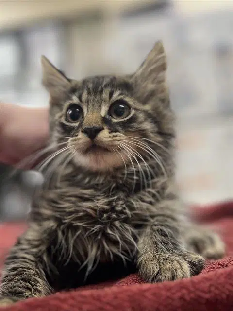 Forrest - Domestic Medium Hair