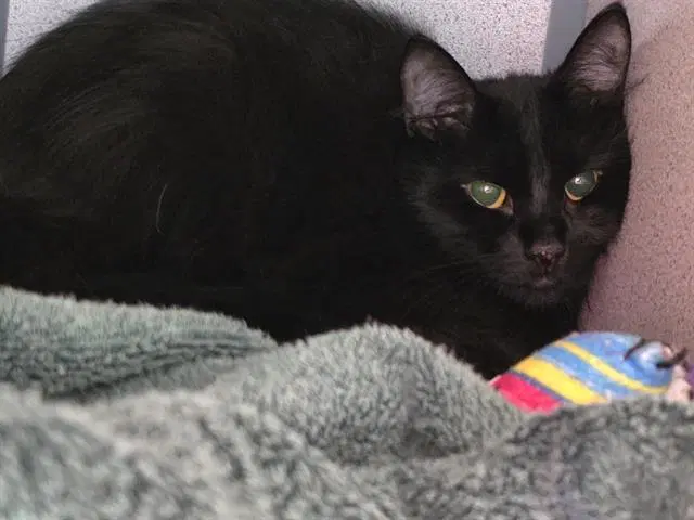 Santana - Domestic Long Hair