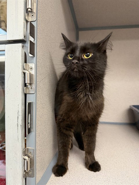 picture of the cat needing adoption