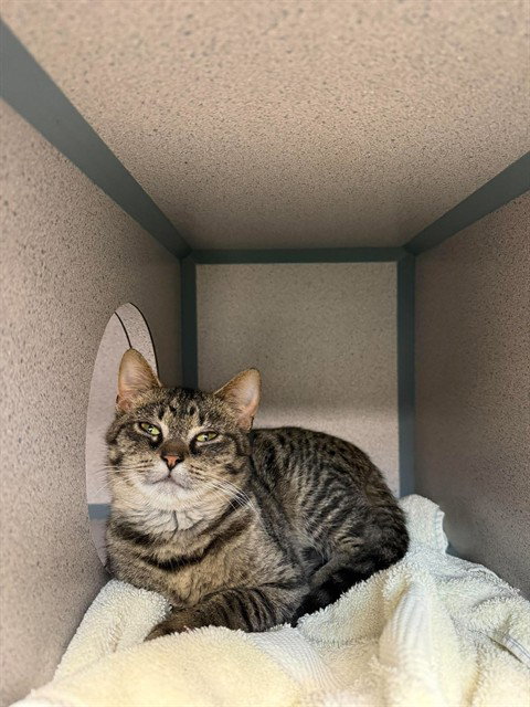 CARDAMOM, a cat for adoption from Beaver County Humane Society