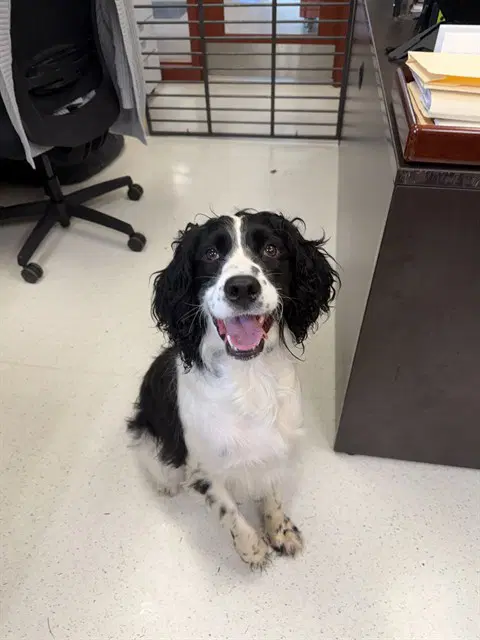Cooper - English Springer Spaniel