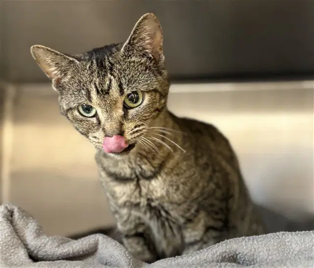 Ginger - Domestic Short Hair