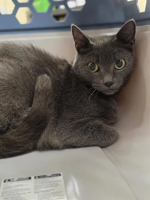 Unknown - Domestic Short Hair