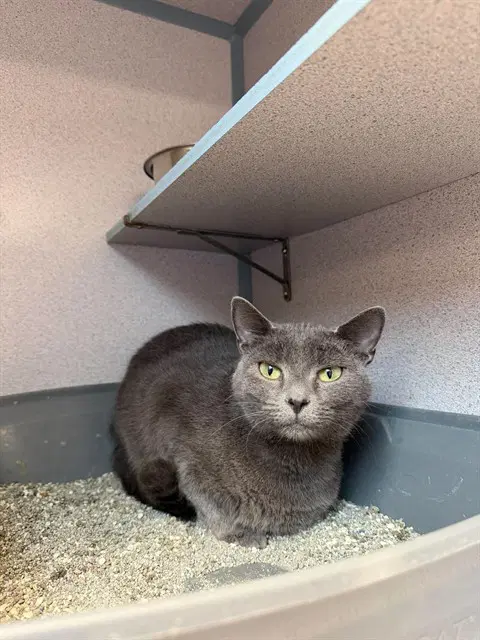 Libby - Domestic Short Hair