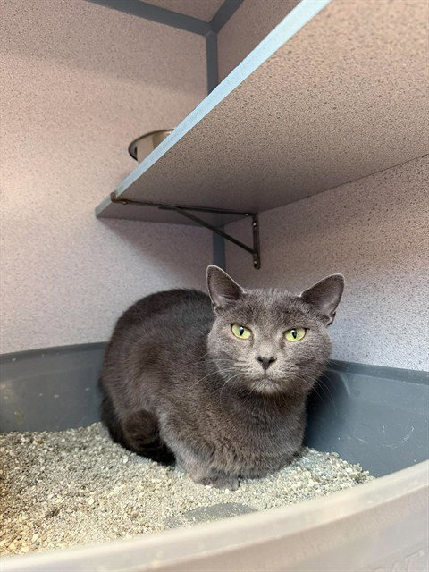 LIBBY, a cat for adoption from Beaver County Humane Society