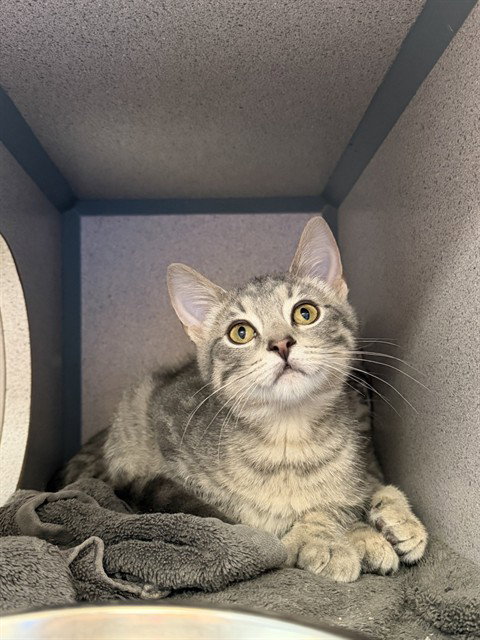 picture of the cat needing adoption