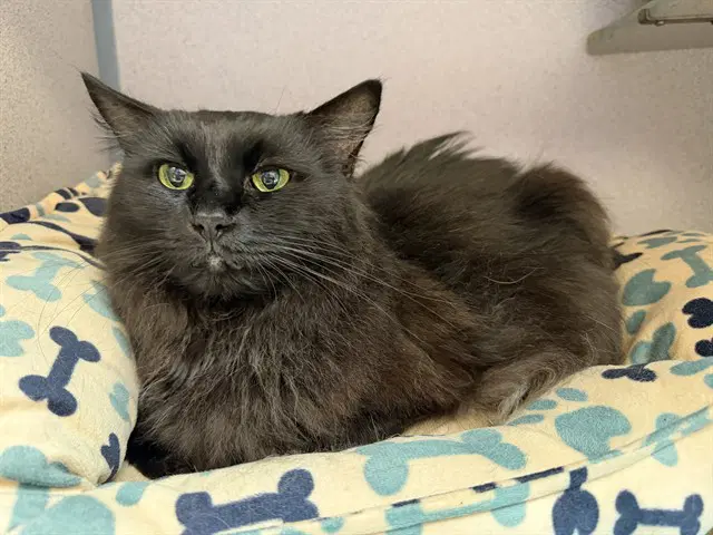 Shadow - Domestic Medium Hair