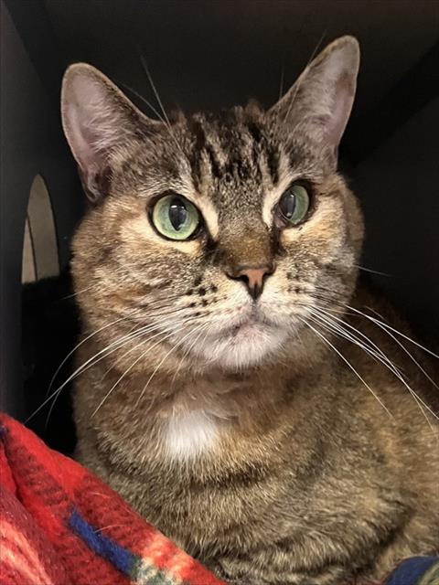 SASHA, cat