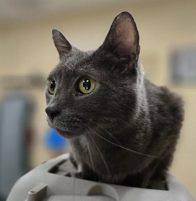 Ocean - Domestic Short Hair
