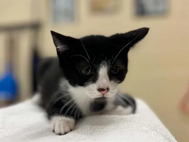 Unknown - Domestic Short Hair
