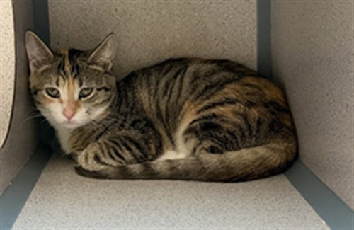 JELLY, a cat for adoption from Beaver County Humane Society