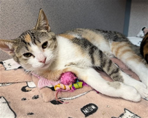 picture of the cat needing adoption