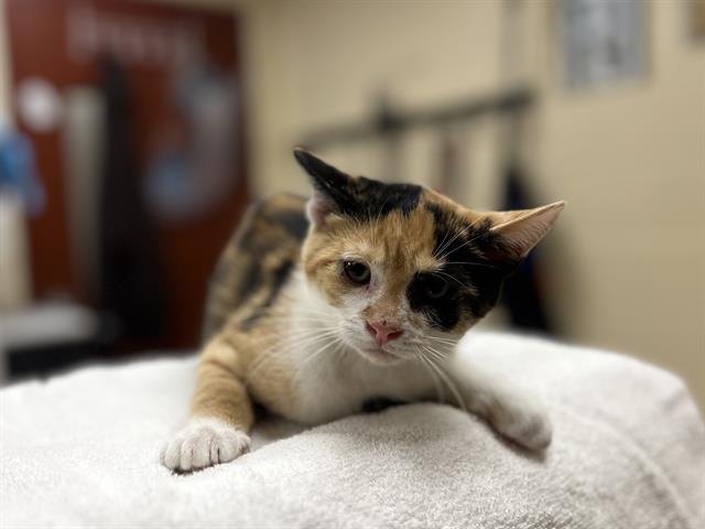 JUNIPER, cat