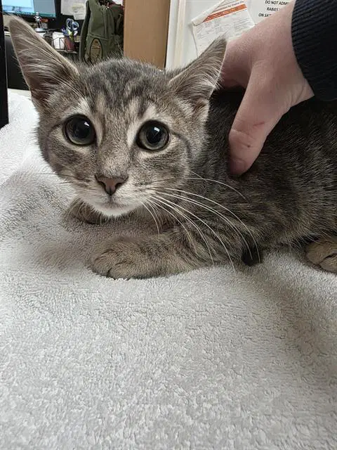Chet - Domestic Short Hair