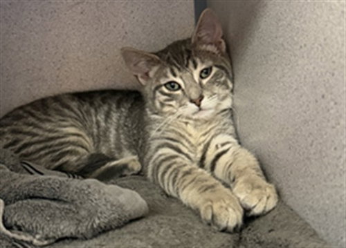picture of the cat needing adoption
