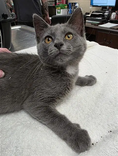 Anthony - Domestic Short Hair