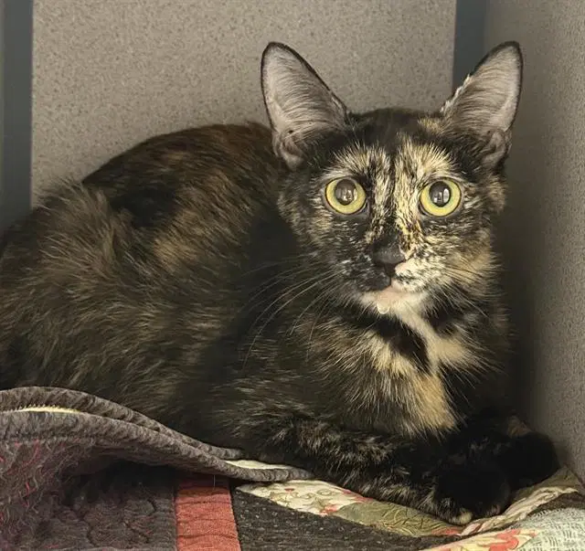 Polly Pocket - Domestic Short Hair
