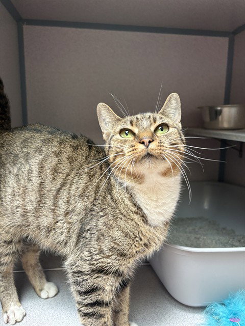 picture of the cat needing adoption