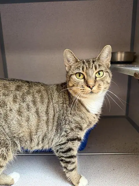 Dolly Parton - Domestic Short Hair