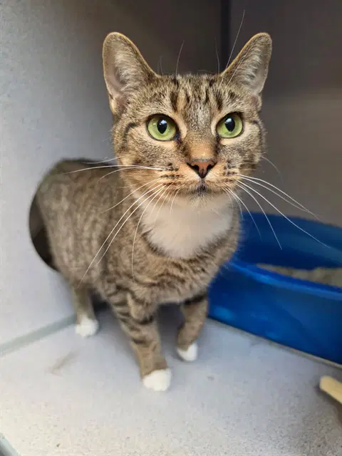 Dolly Parton - Domestic Short Hair